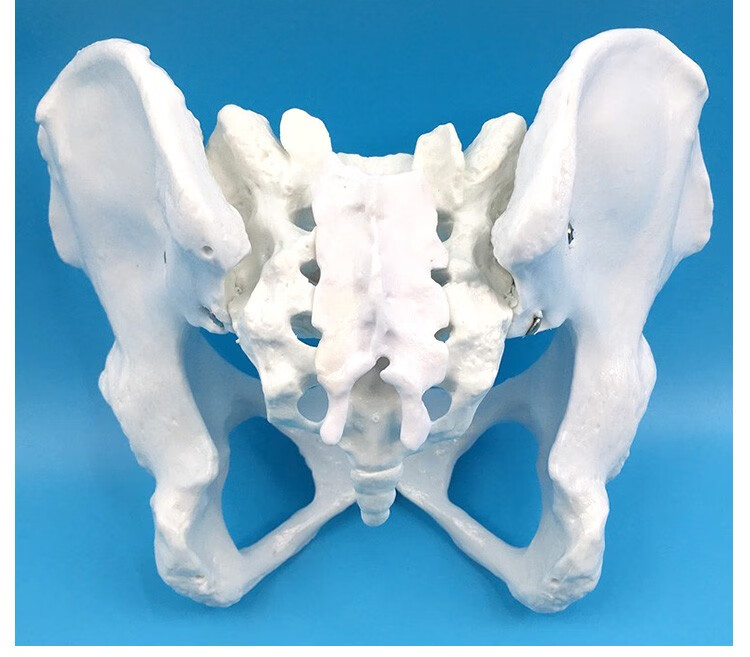 人体自然大骨盆模型 1:1自然大盆骨模型 骨盆 女性骨盆带盆底肌及腰椎
