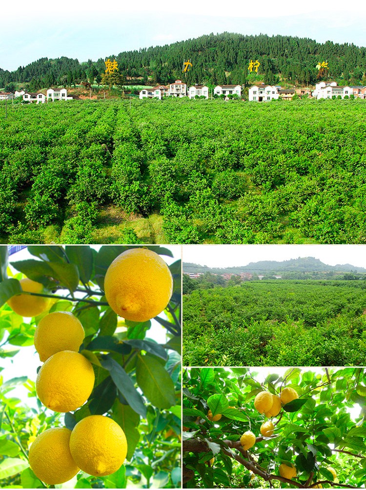 珍妹精选安岳黄柠檬5斤大果1015个