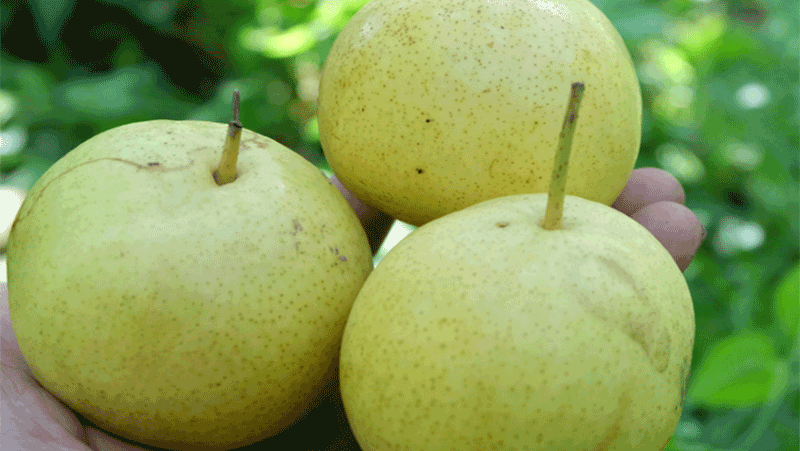 东北白梨 鞍山大白梨 5斤装 现摘新鲜水果脆甜多汁煮梨水 5斤中果 约