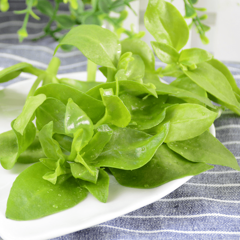 发新鲜穿心莲田七叶新鲜现摘鲜嫩三七叶子吃货穿心莲牡丹吊兰蔬菜500g