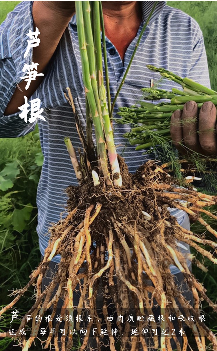 寿禾芦笋根苗种苗强活性根山东寿光冬季蔬菜秧苗菜苗种子根绿芦笋根