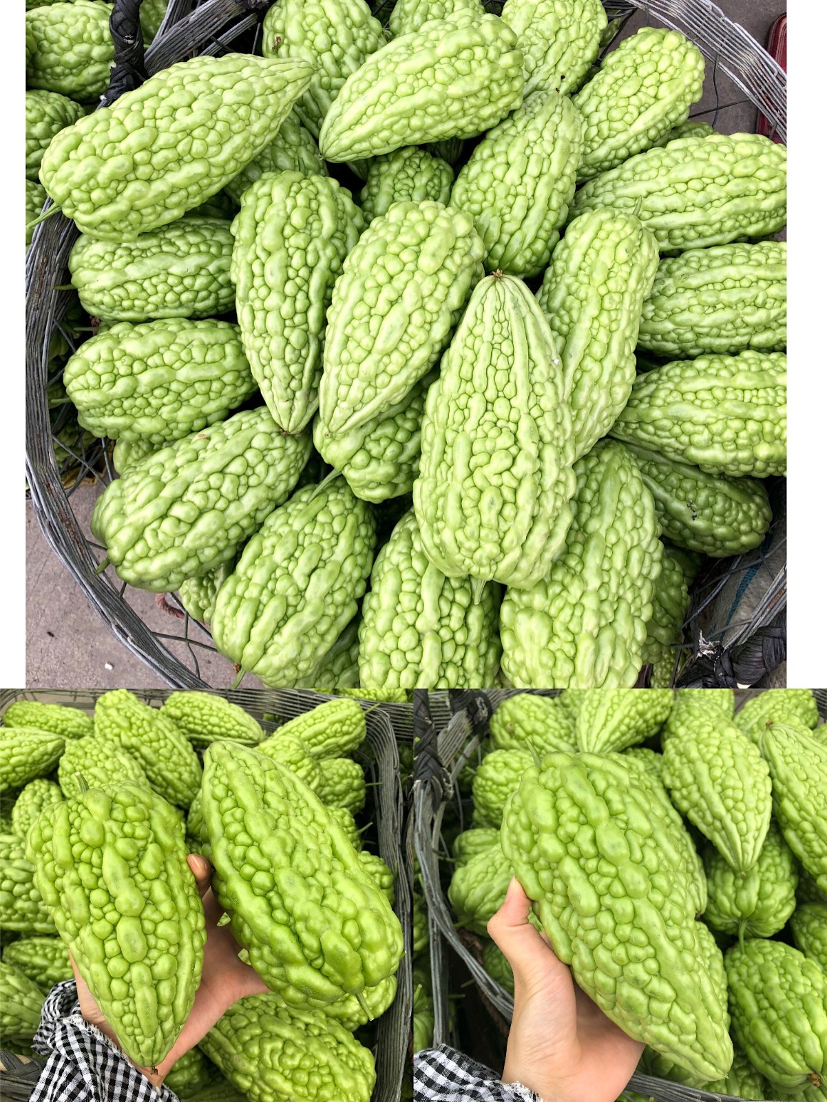 (潮汕凉瓜)1/5斤装 广东潮汕本地大顶苦瓜凉瓜农家自种新鲜蔬菜现摘现