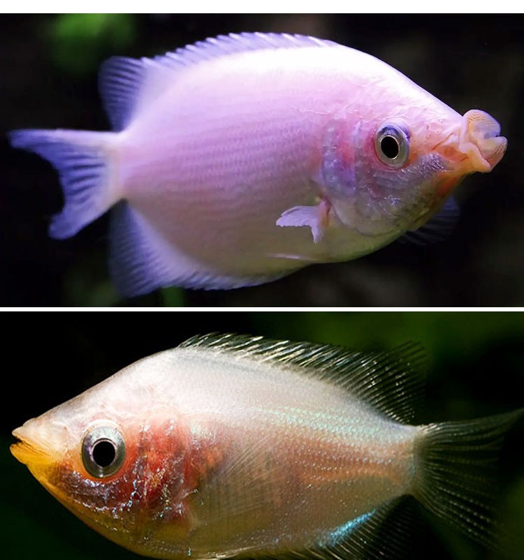 接吻鱼吻嘴鱼亲嘴鱼吻鲈鱼亲亲爱情鱼活体 热带观赏小型草缸好养 接吻