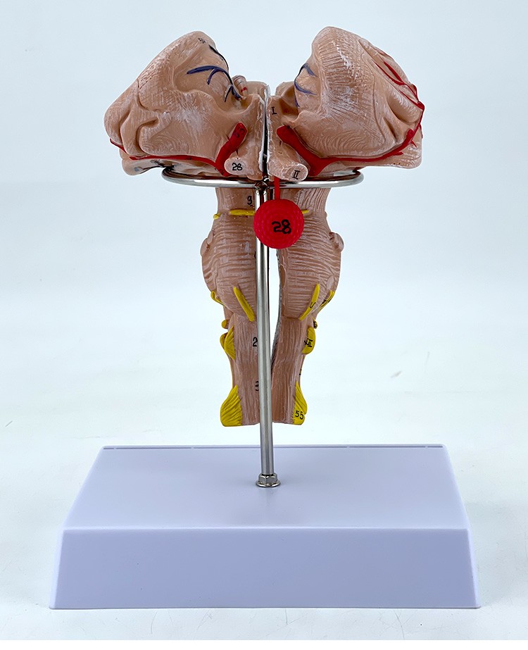 脑干放大模型 脑干模型 脑干解剖模型大脑模型脑动模型脉大脑模型