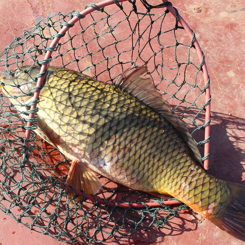 鲤鱼 微山湖正宗野生鲤鱼 鲜活四鼻鲤鱼 活鱼现杀大菜园 约3斤每条