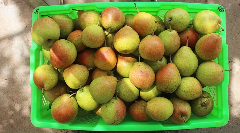 云南牛角乌梨38斤装云南红梨火把梨孕妇水果酸甜宝宝梨小酥梨水果牛角