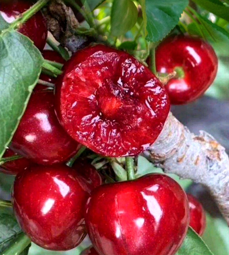 【顺丰/京东】美早樱桃现摘美早大樱桃新鲜水果樱桃大棚樱桃 大果樱桃
