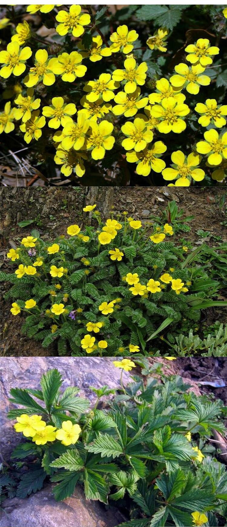 委陵菜种子100克送有机肥料【图片 价格 品牌 报价】-京东