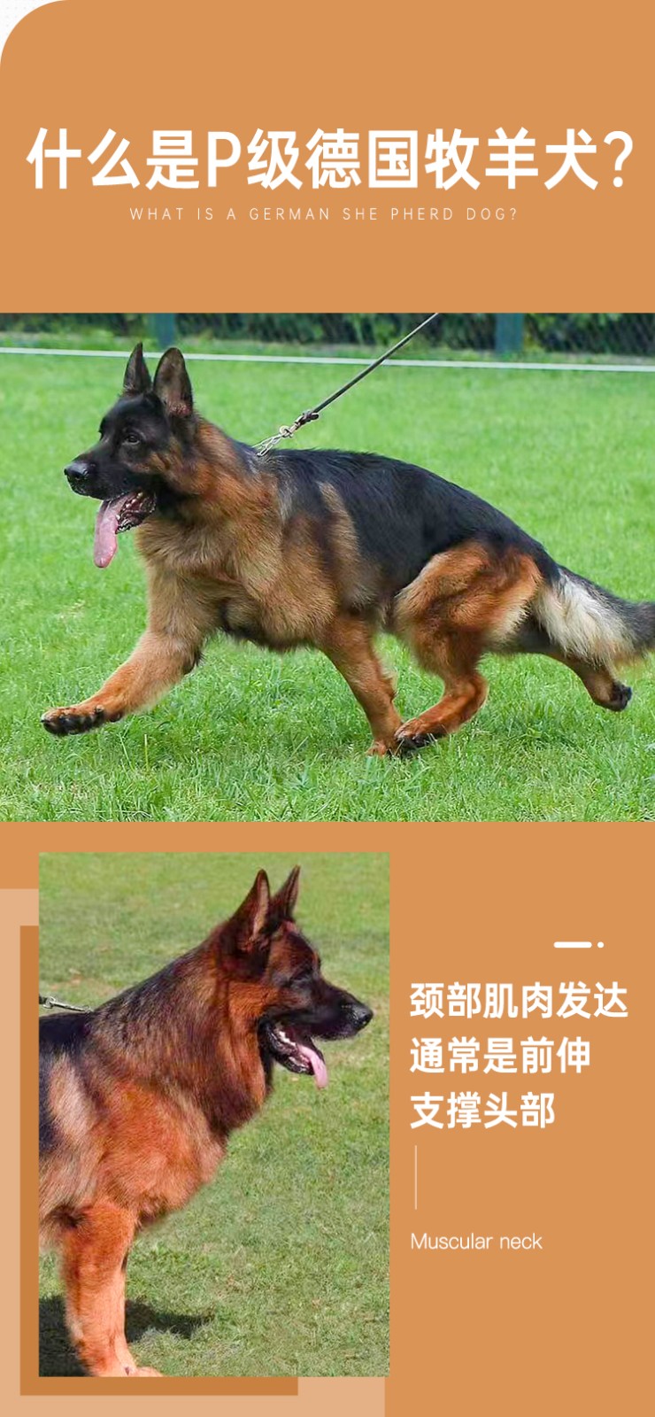 狗幼崽德国牧羊犬德牧西德东德警犬军犬弓背黑背狼狗大型犬宠物级s级