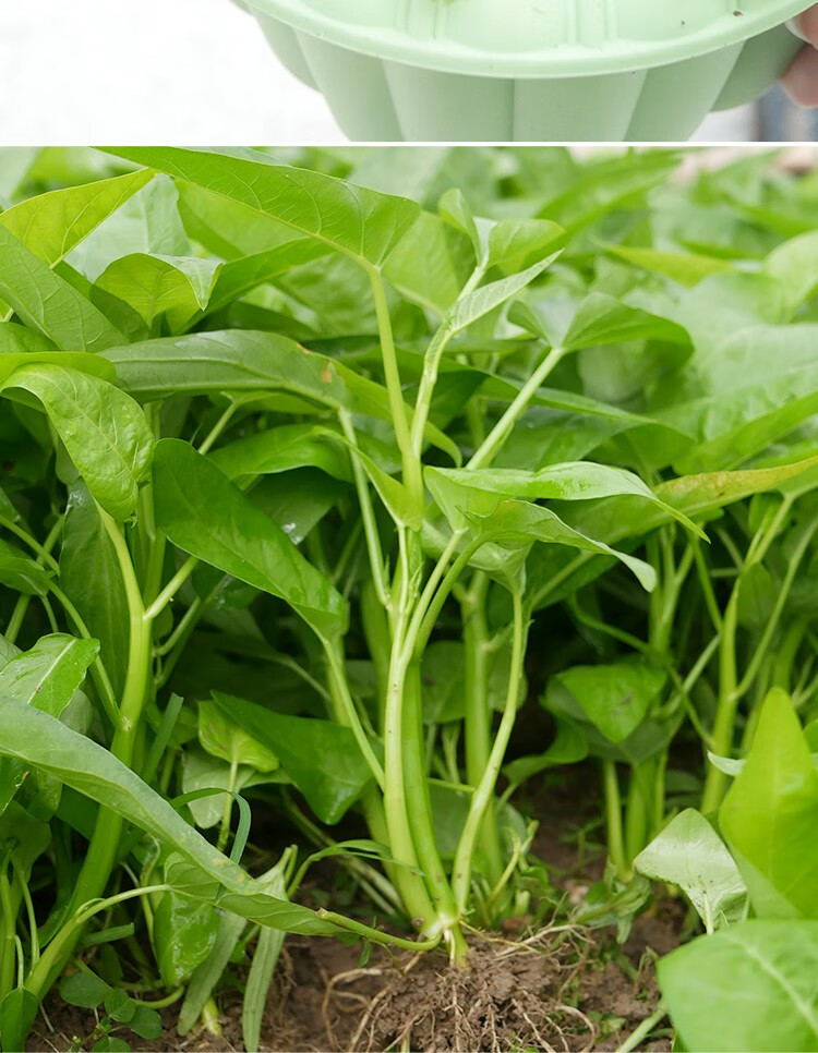 神禾 空心菜种子秧苗大叶菜籽 荃银三叉空心菜 500克/袋【图片 价格