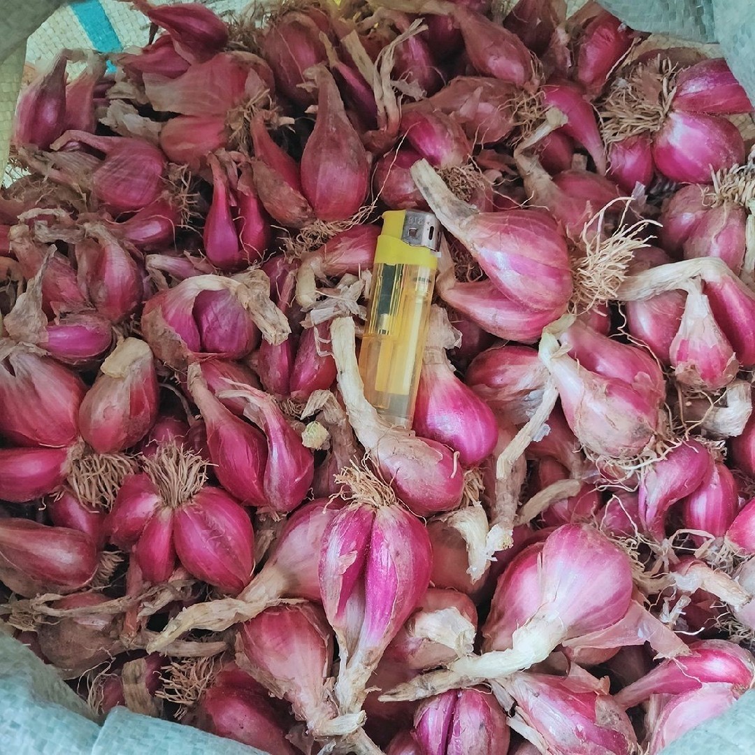 19斤装广东正宗红葱头红皮干香葱头食用香料新鲜农家红葱头葱酥肉圆