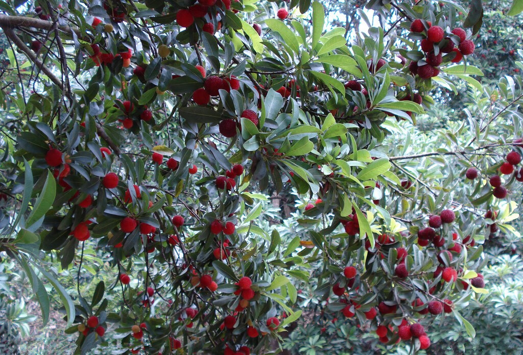 杨梅树苗带土发货当年结果嫁接大果杨梅苗正宗果树庭院田地山地南方