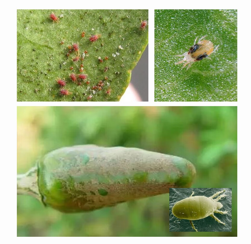 园歌 四螨哒螨灵果树蔬菜柑橘月季草莓红蜘蛛专用药锈壁虱叶螨杀螨剂