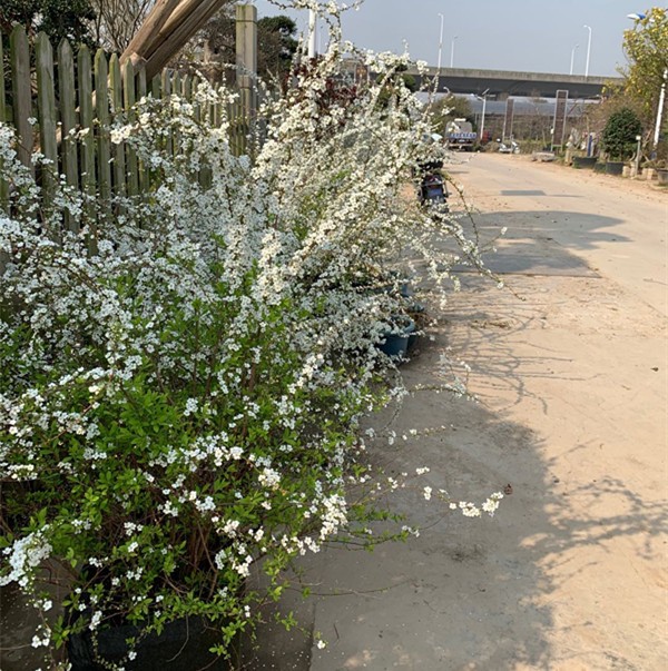 盆栽室内外耐寒好养的花卉盆栽喷雪花耐热庭院阳台种植雪柳垂吊绿植物