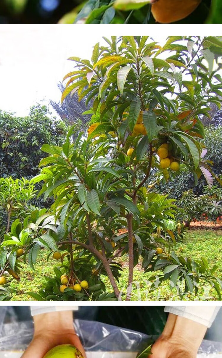 蛋黄果苗台湾鸡蛋果仙桃树苗新奇水果苗盆栽庭院植物四季当年结果