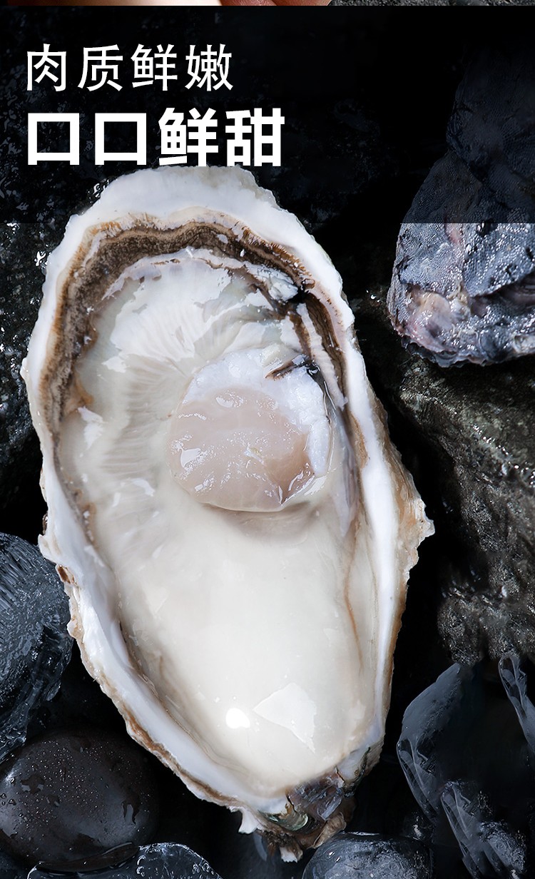 【渔大吉】【活鲜】正宗湛江生蚝官渡牡蛎鲜活海鲜水产海蛎子10斤超大