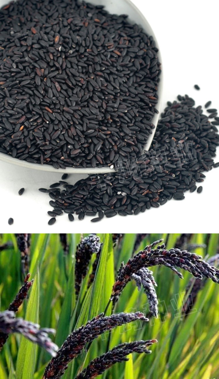 正宗黑糯米种子黑谷种籽黑稻谷水稻种孑糯米黑谷米黑米高产易种黑糯米