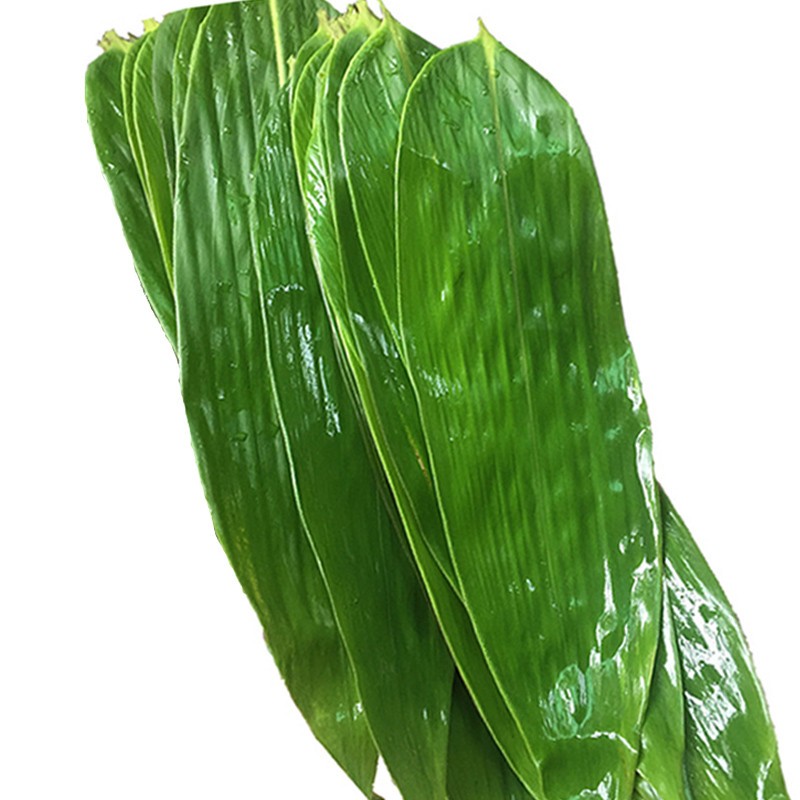 新鲜粽叶大粽子叶箬竹叶新鲜包粽子叶宽大粽叶100片