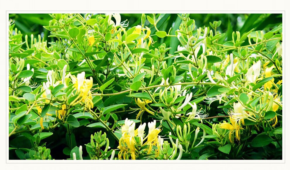 午时 金银花露 340ml/瓶 清热解毒 用于小儿痱毒 暑热口渴 一瓶装