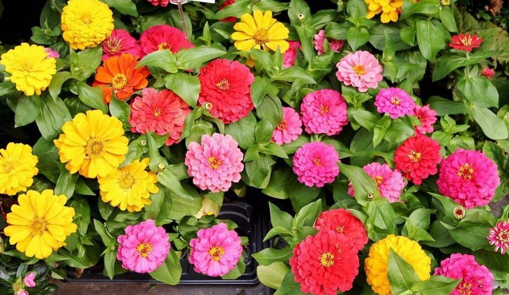 百日草种子百日草花种子太阳花步步高室外室内易活四季春播花种子