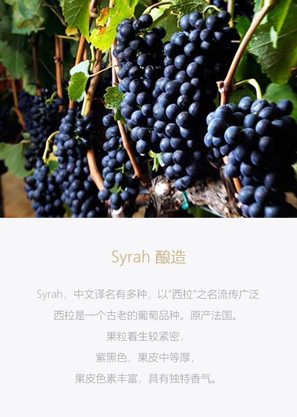 alcenoindita02奥仙奴西班牙西拉红酒葡萄酒干红2015年750ml一支装750