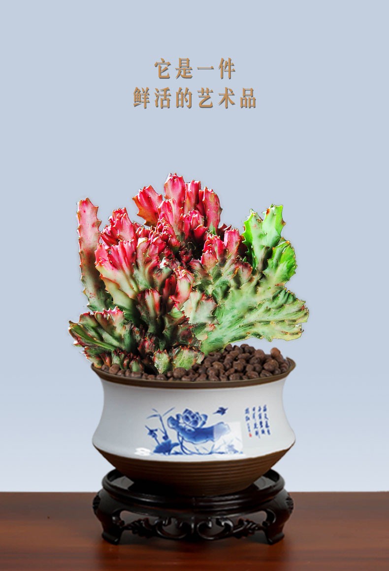 【快递】彩麒麟盆栽万重山红春峰仙人掌室内花卉绿植桌面多肉植物阳台