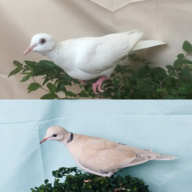 魔术鸽浅灰白魔术青年鸽子幼崽种鸽包活宠物鸟活苗活物观赏鸽活体 朴