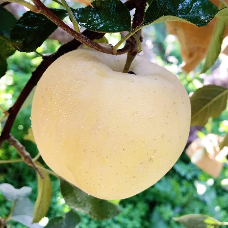 黄金奶油苹果富士苹果黄苹果黄元帅奶油水果浅黄色大果69个