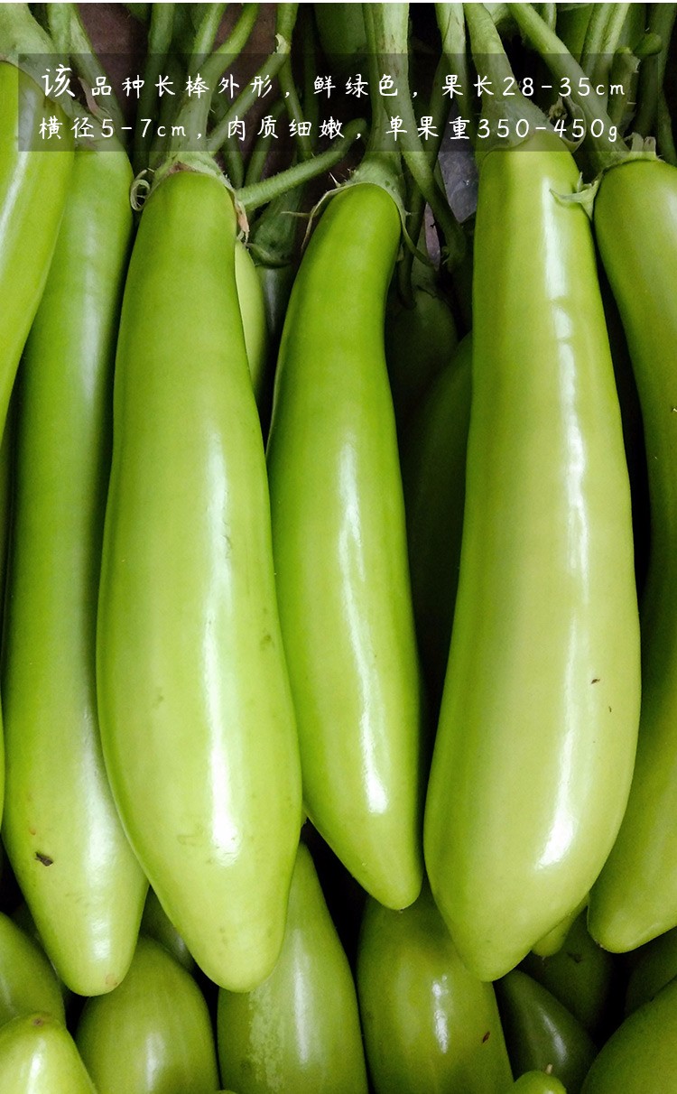 寿禾 绿长茄种子绿茄子秧苗皮薄肉嫩蔬菜茄子苗阳台盆栽种菜四季种苗