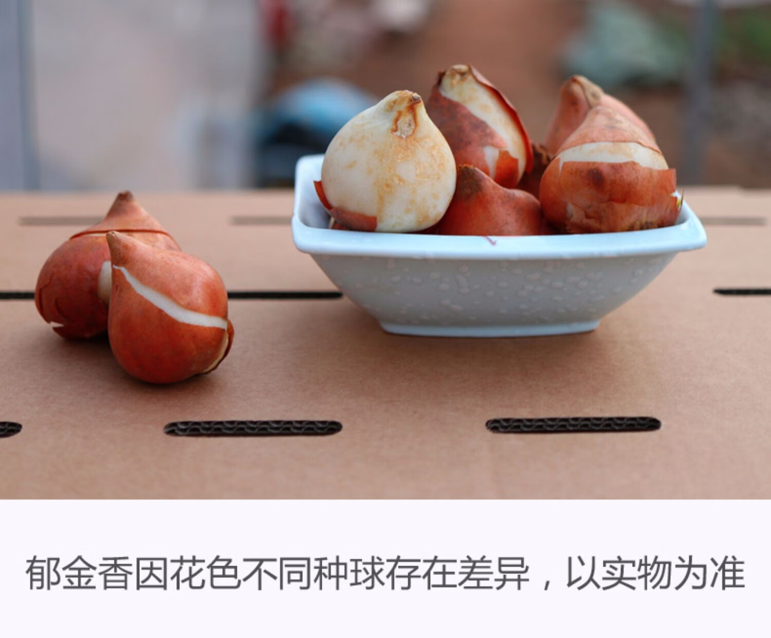 阿克苏河进口郁金香种球盆栽大球花卉室内外土培水培植物耐寒好养花