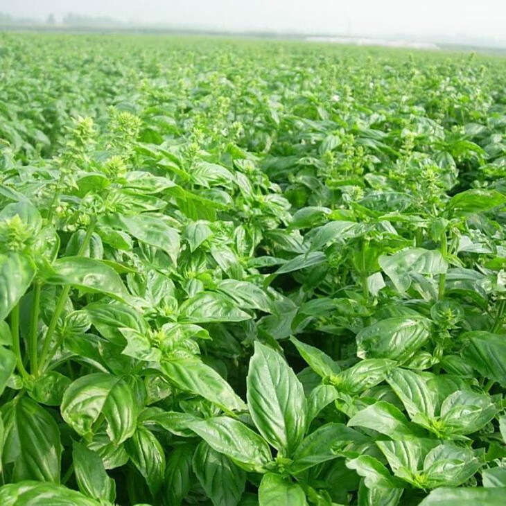 新鲜罗勒叶子 食用 香料大叶罗勒叶 西餐青酱食材 100g【图片 价格