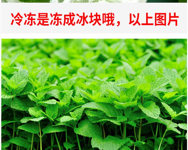 薄荷葉新鮮食用泡水薄荷葉茶留蘭香調酒烘焙西餐調酒食用蔬菜250g