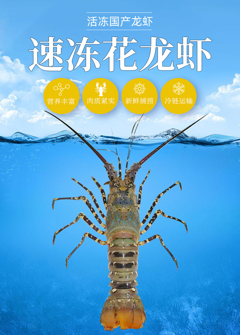 【海农鲜】活冻国产龙虾 大花龙虾鲜活深海虾海鲜水