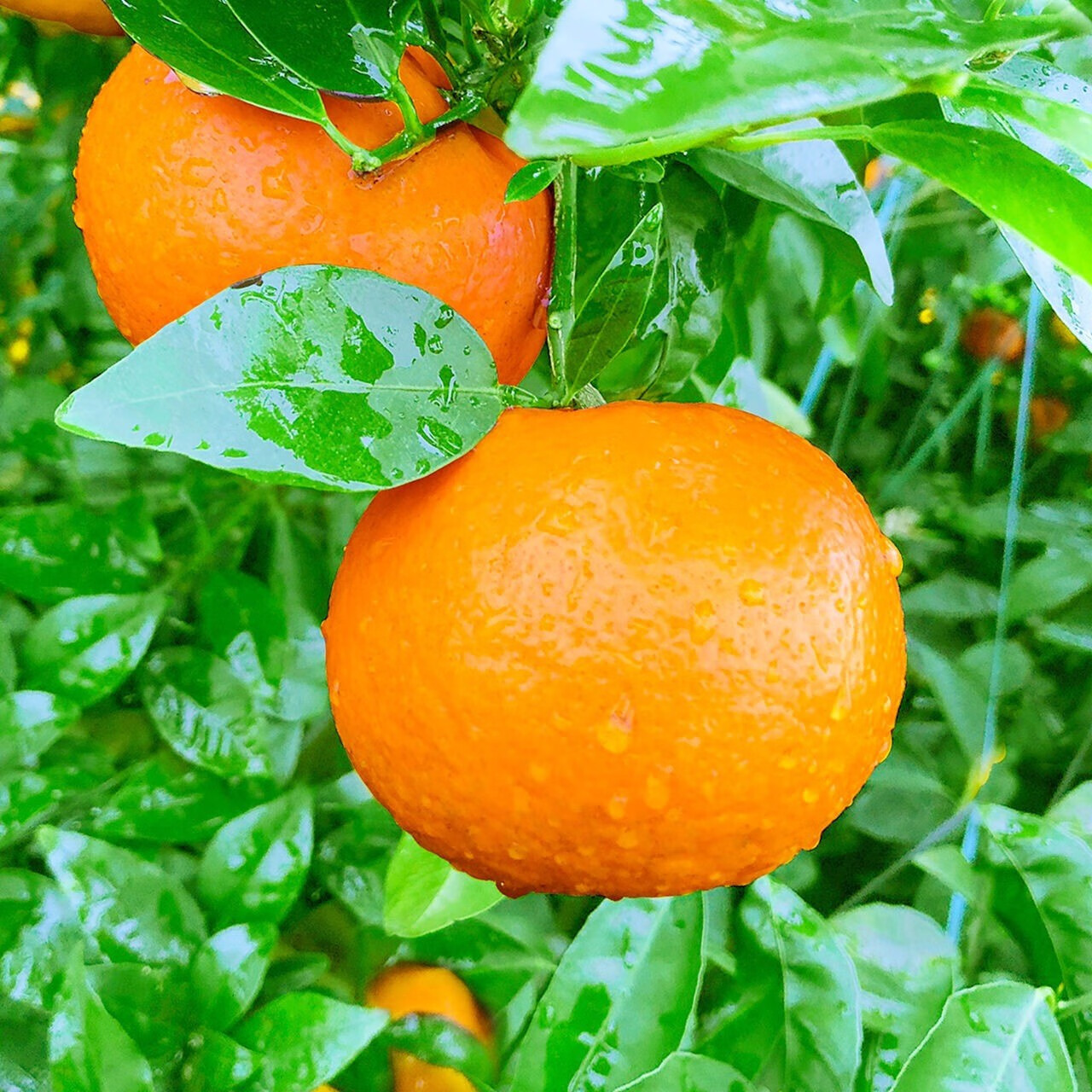 广西武鸣沃柑10斤新鲜水果当季整箱皇帝沙糖蜜橘砂糖柑橘桔子橘子3斤