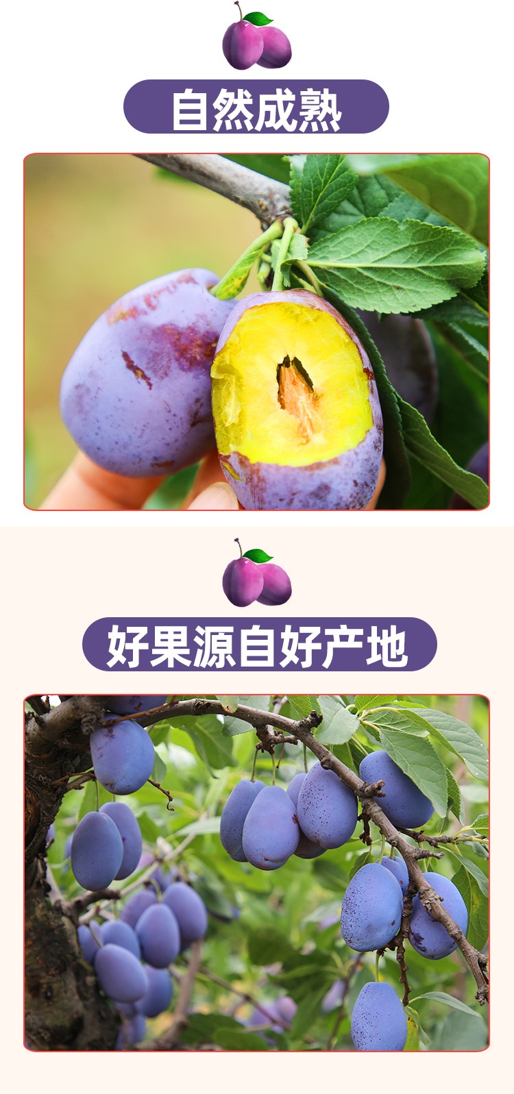 国产原产地:其他包装形式:简装类别:李品种:西梅商品产地:中国大陆