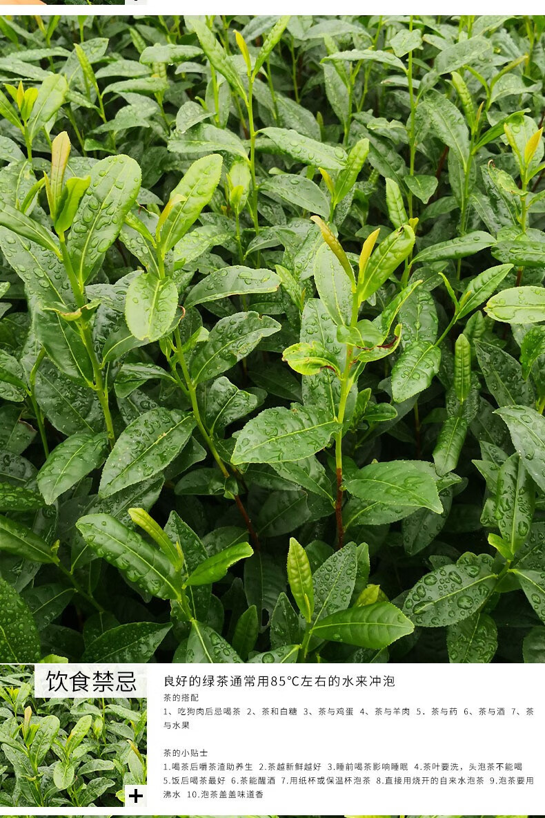 绿茶苗铁观音茶苗白茶树苗毛尖茶苗绿化苗 精品绿茶2年苗【5棵起拍】