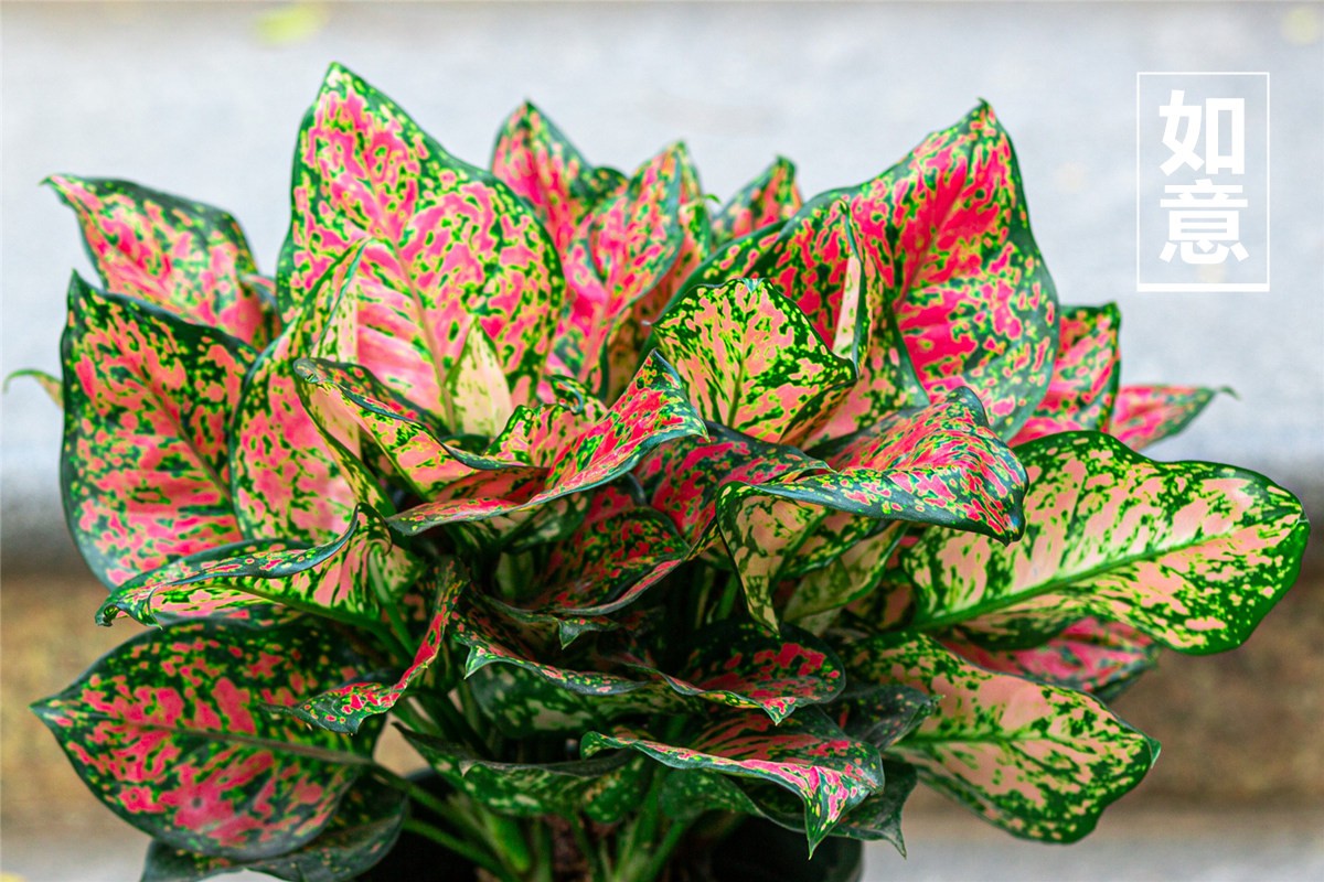 瑰玮如意皇后盆栽室内客厅卧室房间窗台好养植物桌面彩色叶子绿植花卉