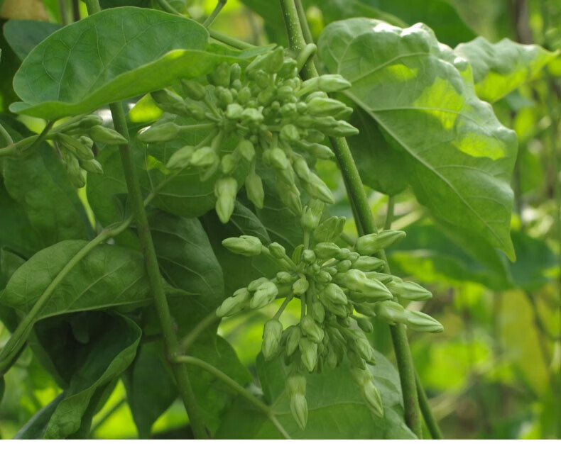 夜来香食用新鲜 夜香花 月见草煲汤煎饼西餐装饰食材