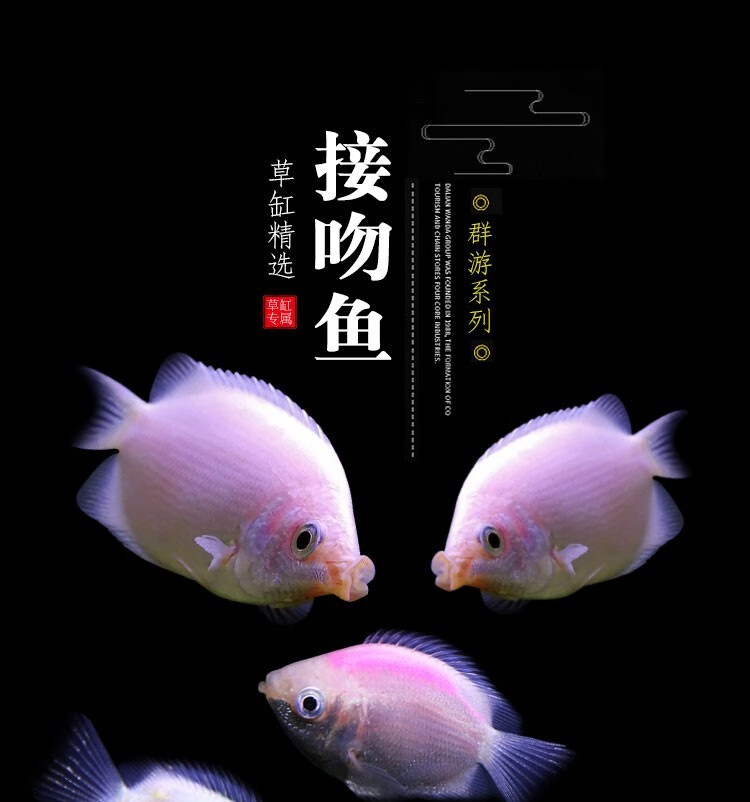 接吻鱼吻嘴鱼亲嘴鱼吻鲈鱼亲亲爱情鱼活体 热带观赏小型草缸好养 随机