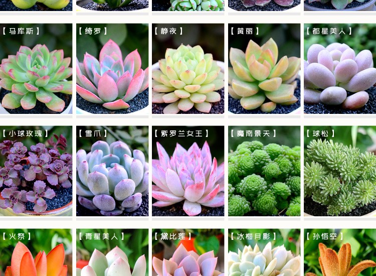 果花 多肉植物合集 马库斯 熊童子 小兔子 昂斯诺 桃美人 巧克力 玉坠