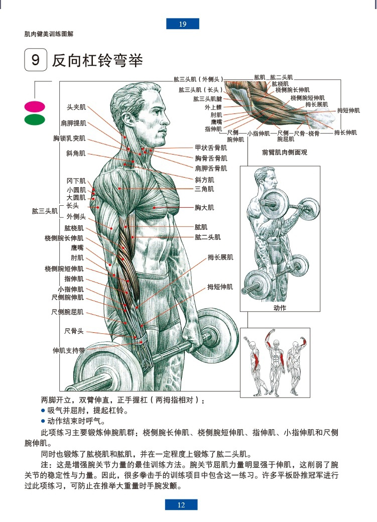 肌肉健美训练图解(*新版)百度云网盘pdf下载 - pdf电子书免费下载