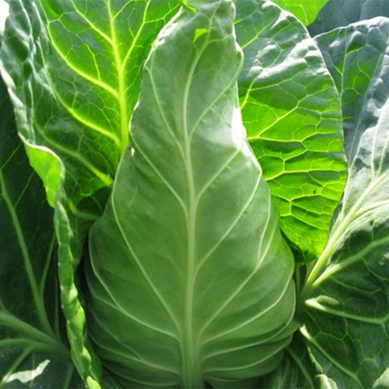 现砍现发四川农家牛心包菜新鲜莲裹心莲花白手撕尖尖白菜卷心菜绿鸡心