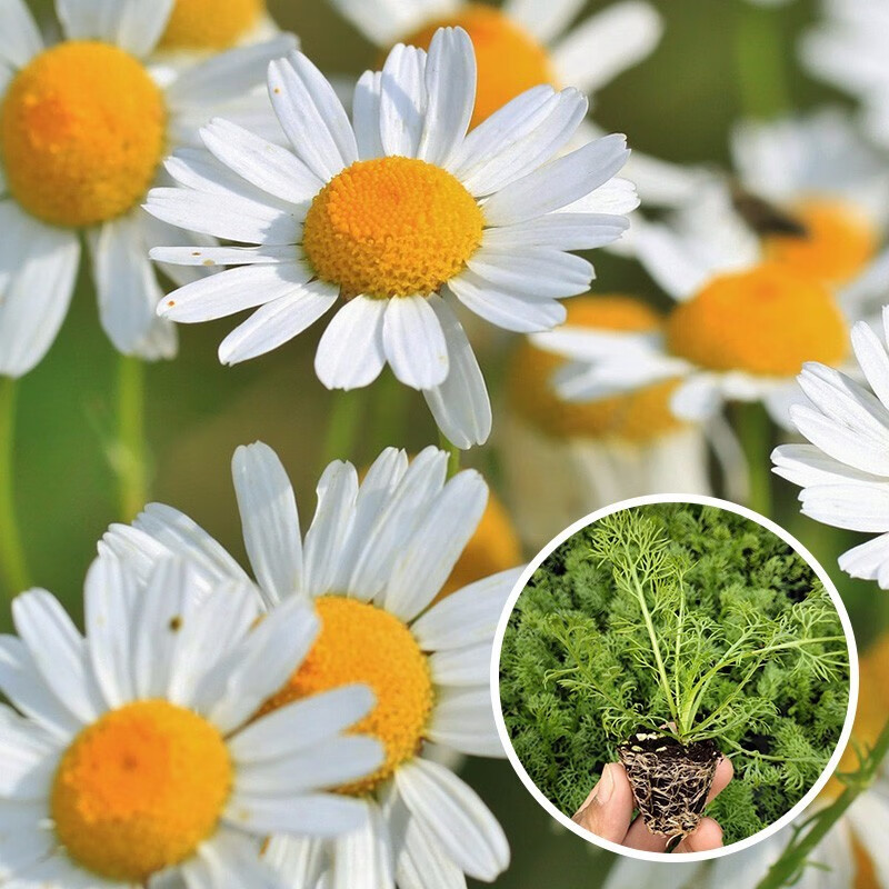 洋甘菊种子花卉种子芳香花卉白晶菊花种籽孑庭院植物室内盆栽洋甘菊