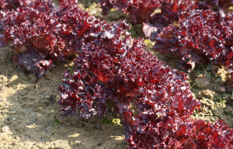 绿地 红叶生菜 罗莎红 西餐 沙拉菜 新鲜蔬菜 日天 生鲜 500g_ 8折