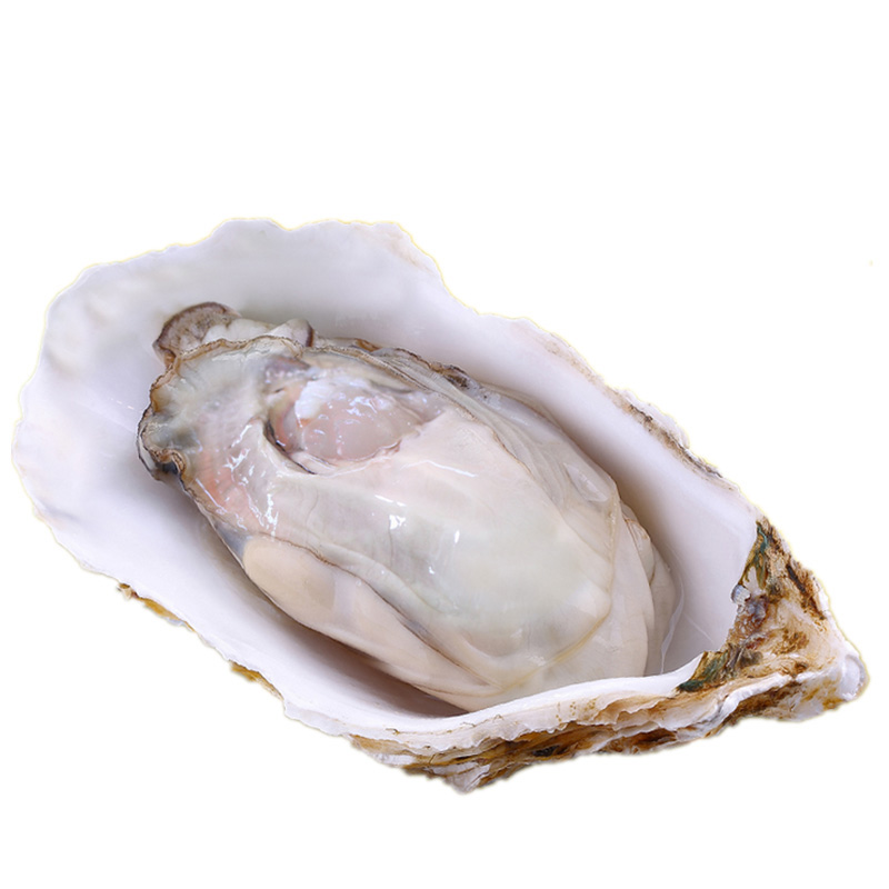博多客生蚝鲜活新鲜生蚝海蛎子肉海鲜水产贝类5斤多地顺丰发货