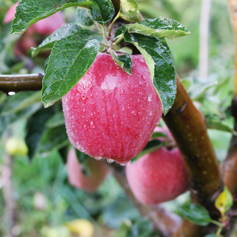 甘肃花牛苹果 现货 新鲜水果红蛇果 甘肃礼县天水粉面 5斤装