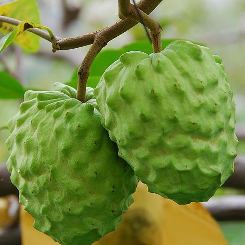 博多客释迦果牛奶番荔枝释迦果佛头果新鲜水果3斤装