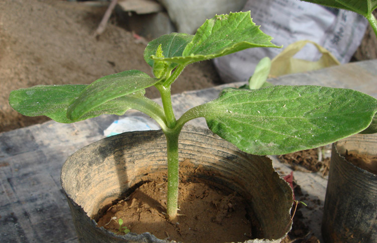 品名:日本雪松f1西瓜甜瓜砧木 可嫁接作物:黄瓜/西瓜 规格:150克/包