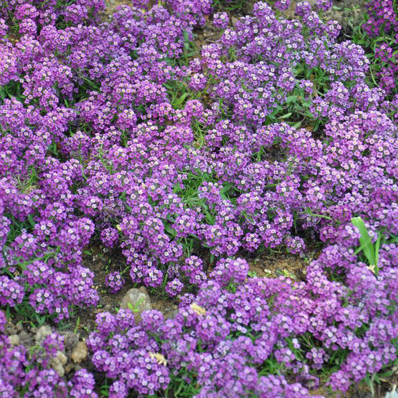 香雪球种子 多年生耐寒花卉花籽 园林景观花海工程绿化花种子 250克