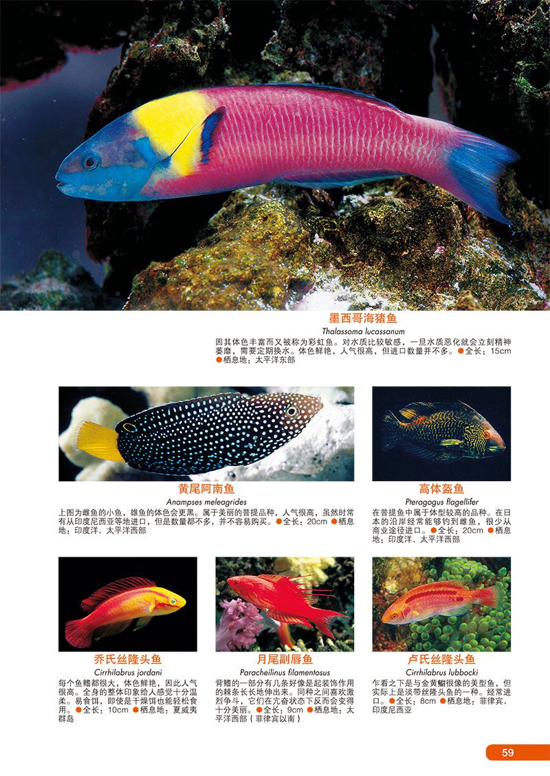 世界海水鱼图鉴:600种海水鱼饲养与鉴赏图典